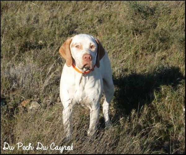 Guerlain du Pech du Cayrol