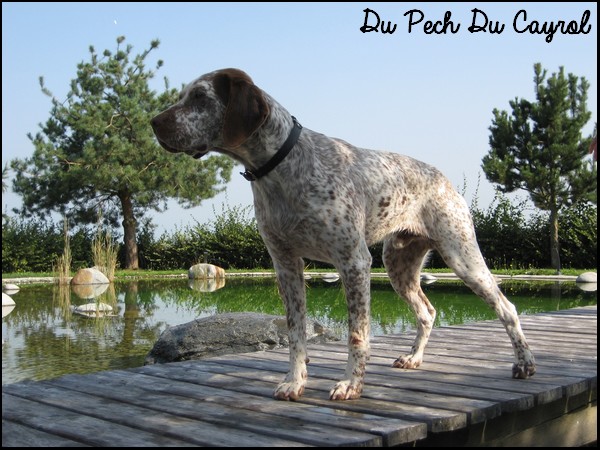 Falko du Pech du Cayrol