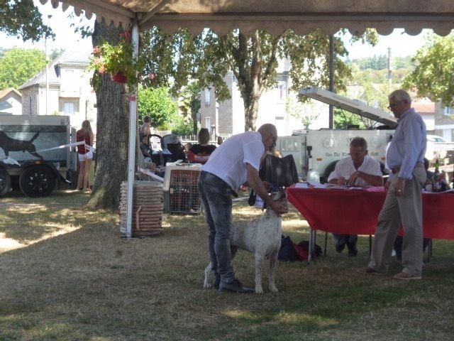 World Dog Show Milano 2015