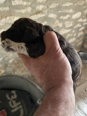 CHIOT 6