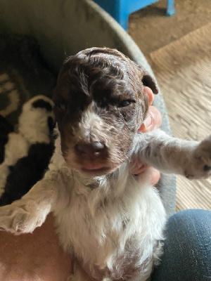 CHIOT 3