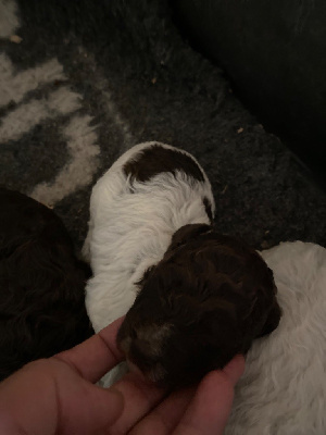 CHIOT 4