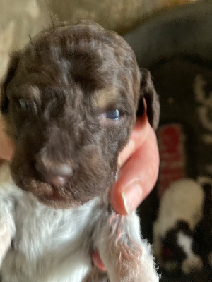 CHIOT 8