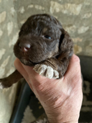 CHIOT 1