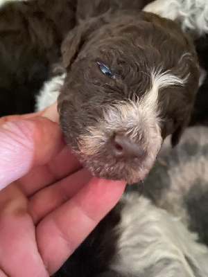 CHIOT 2
