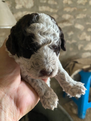 CHIOT 7