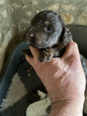 CHIOT 5
